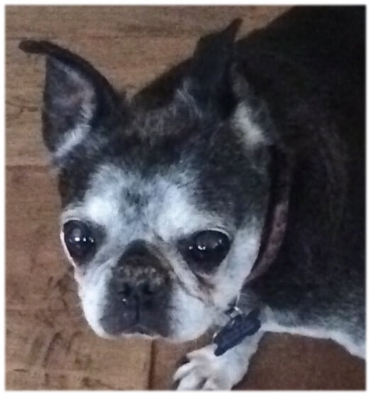 air conditioning for pets